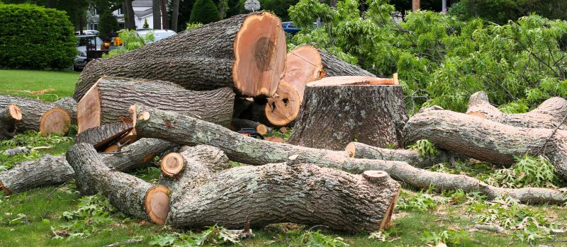Willow Tree Removal in Pottstown, PA